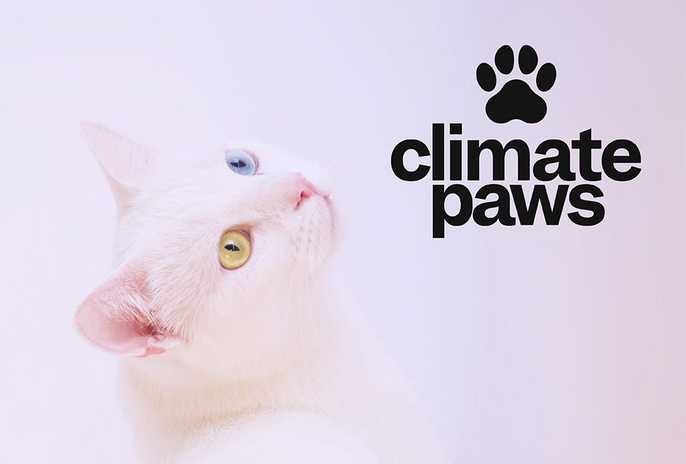 Large Cat Carbon Pawprint >6kg