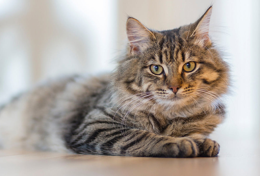 Large Cat Carbon Pawprint >6kg