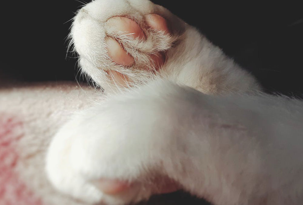 Average Cat Carbon Pawprint <6kg